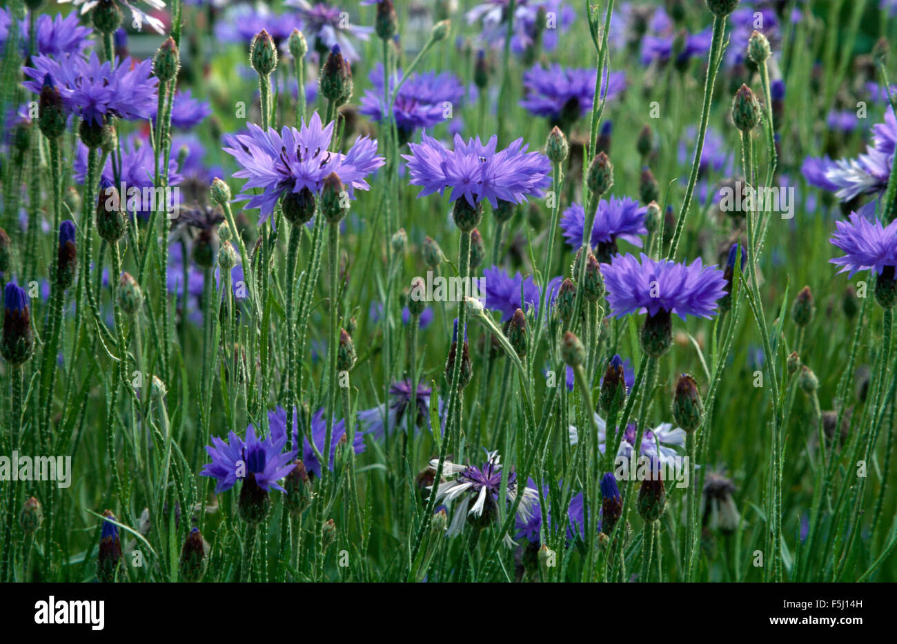 Close-up of blue cornflowers Stock Photo