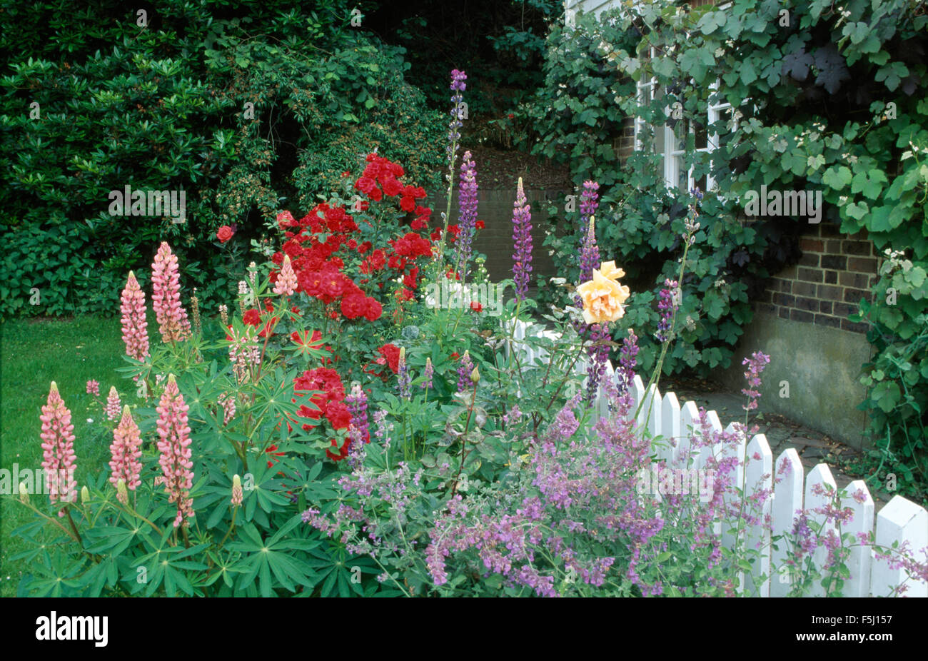 Pink lupins and red roses with blue nepeta in summer border against a white picket fence Stock Photo