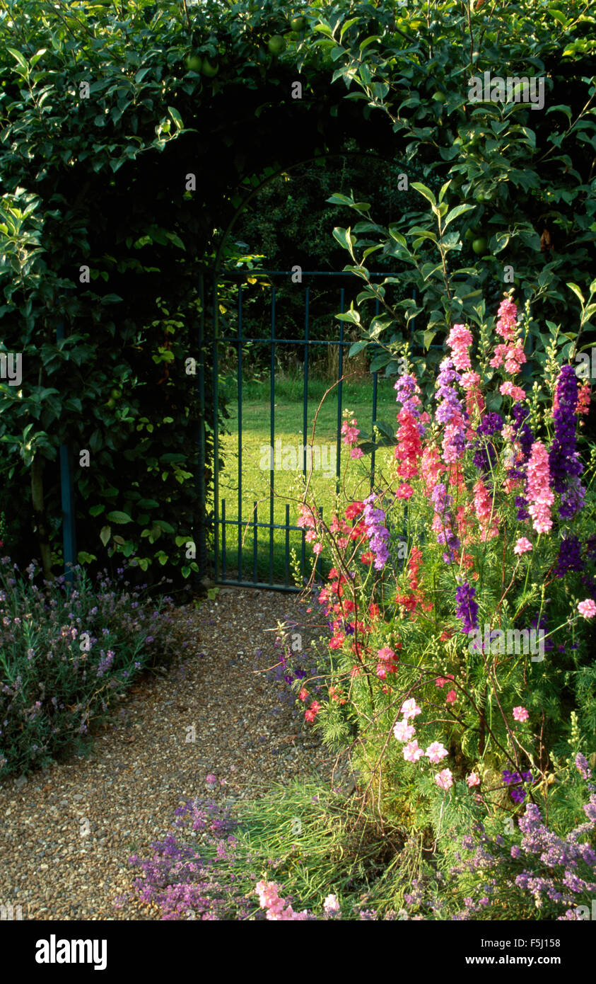Pink and blue larkspur in border beside gravel path to iron gate below clipped shrub arch Stock Photo