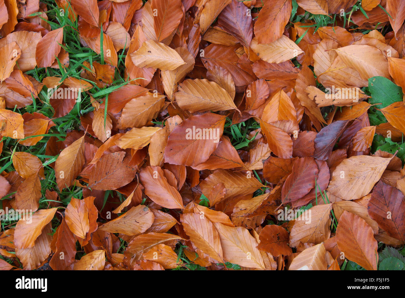 Autumn copper beech leaves on a grass lawn Fagus sylvatica Stock Photo