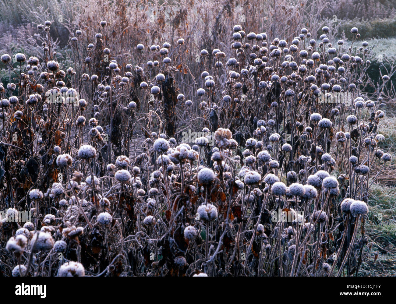 Frosted perennials in a garden border in winter Stock Photo
