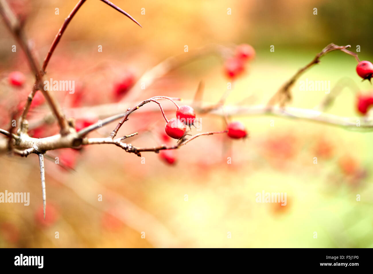 Red rose hips on a bush, Germany on November 4, 2015 in Berlin. Photo: picture alliance / Robert Schlesinger Stock Photo