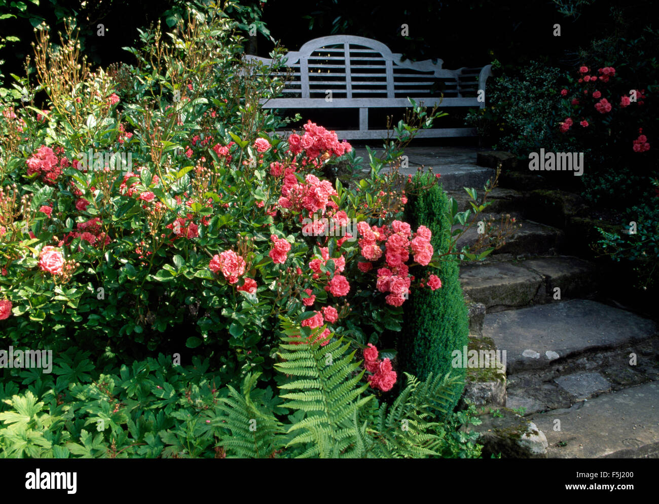 Pink roses in a border beside stone steps to a blue Lutyens bench in a country garden Stock Photo