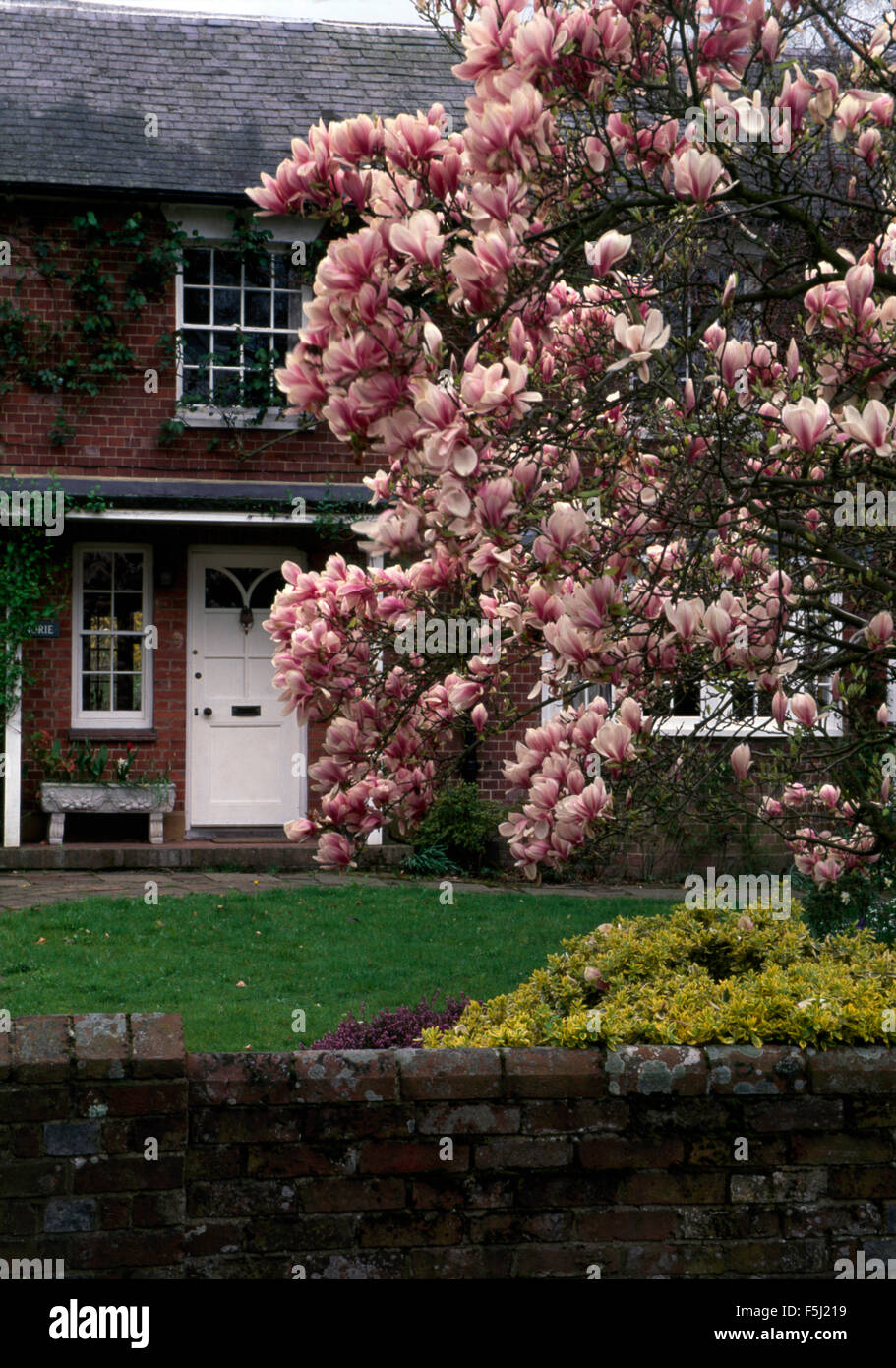 Magnolia Soulangiana growing in front garden of a traditional house Stock Photo