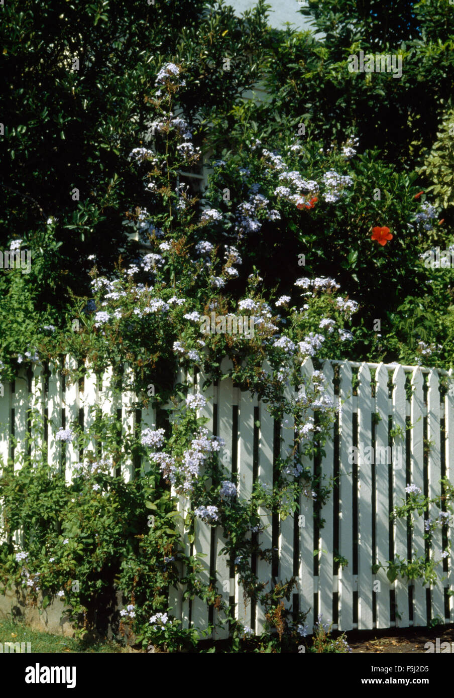 Pale blue solanum above white picket fence in country garden Stock Photo