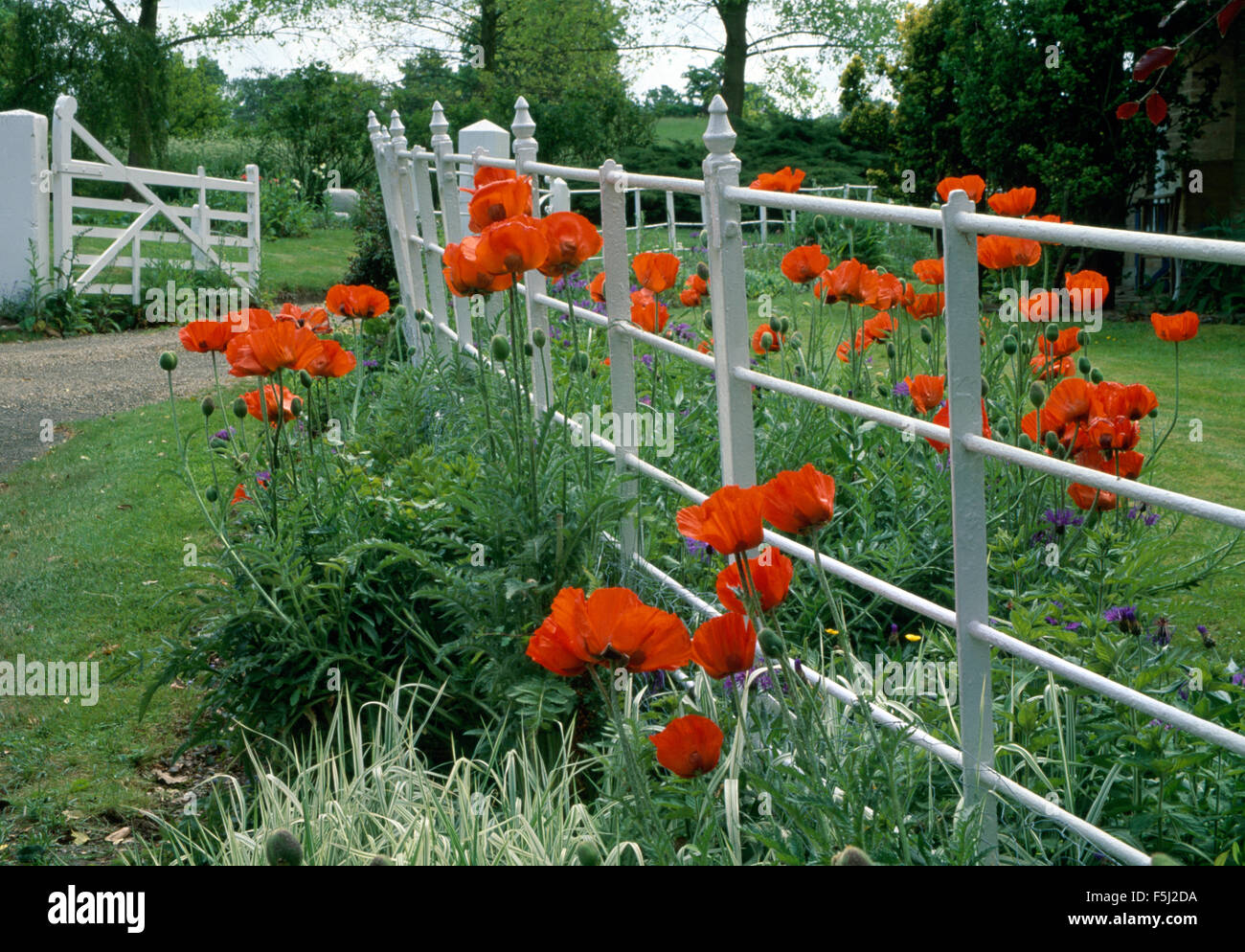 Red Papaver Orientalis in border beside white painted iron railings in country garden Stock Photo