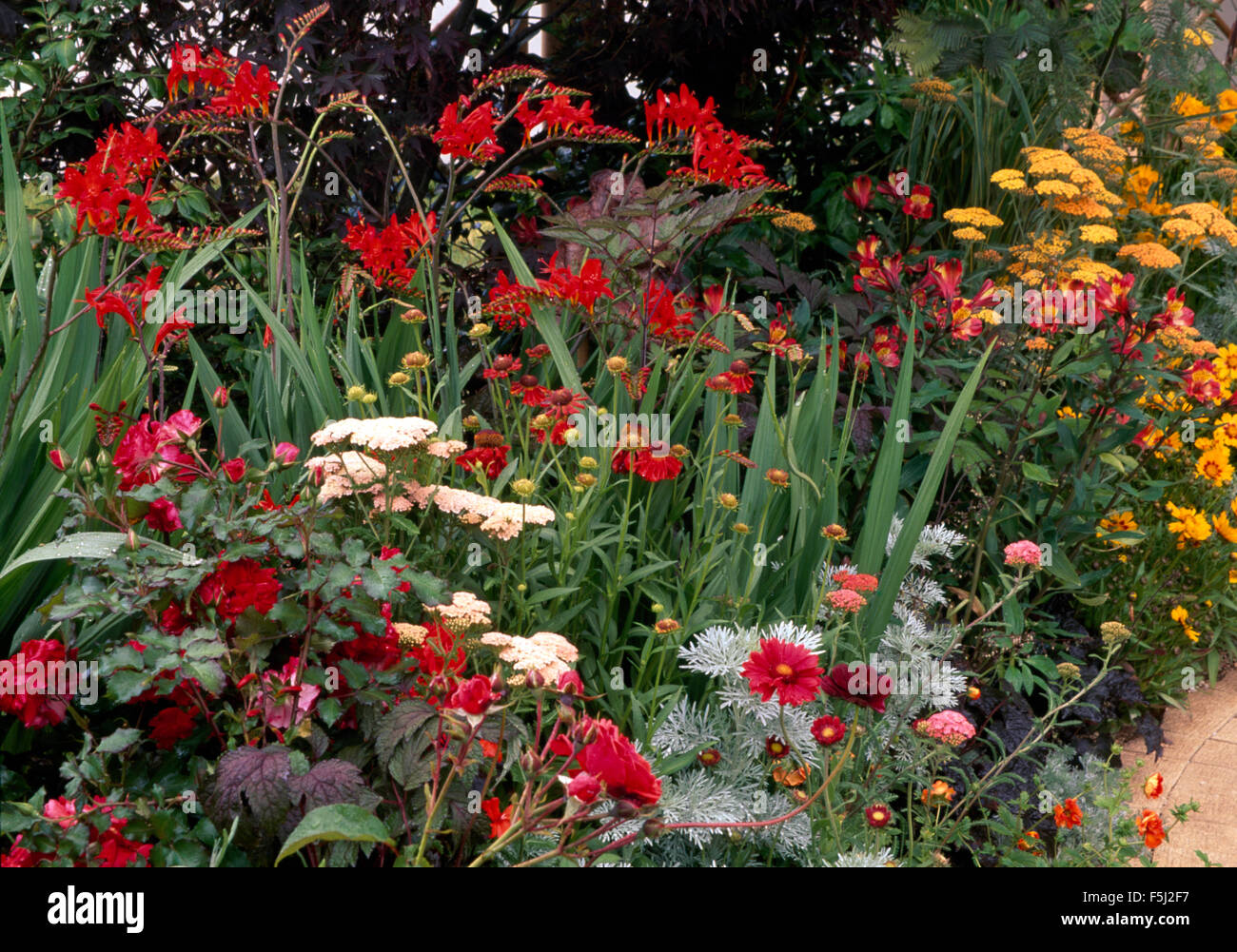 Red Crocosmia Lucifer in a summer border with white and yellow achillea Stock Photo