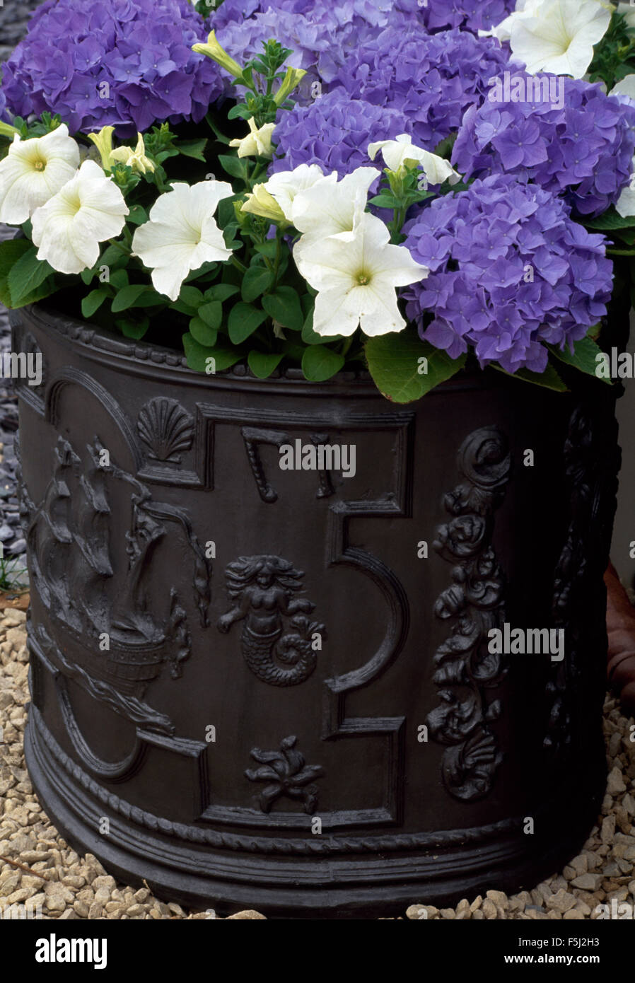 White petunias and deep blue hydrangeas in a decorative cast iron planter Stock Photo