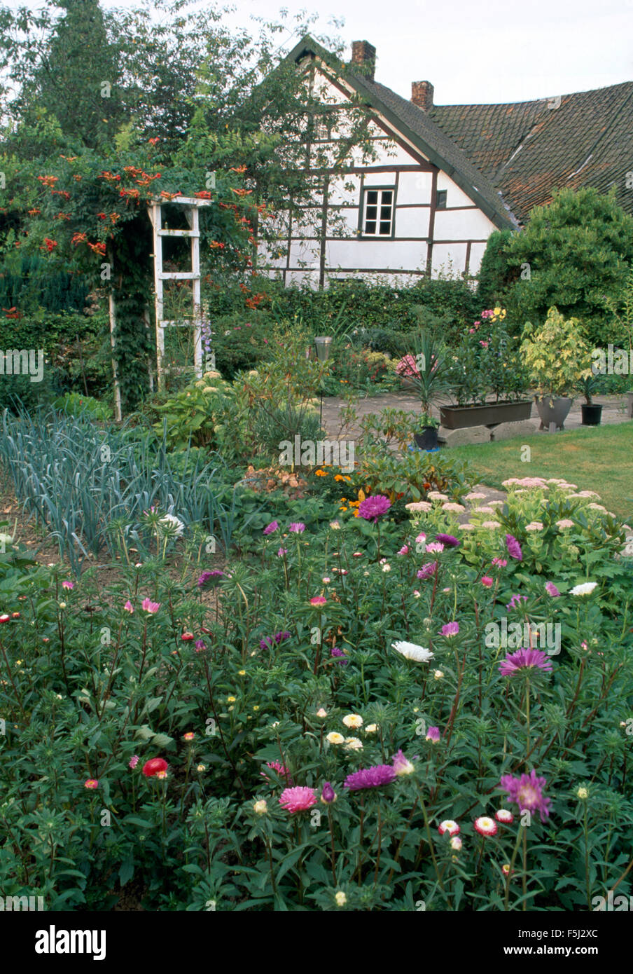 Asters and leeks growing together in the garden of a country cottage Stock Photo