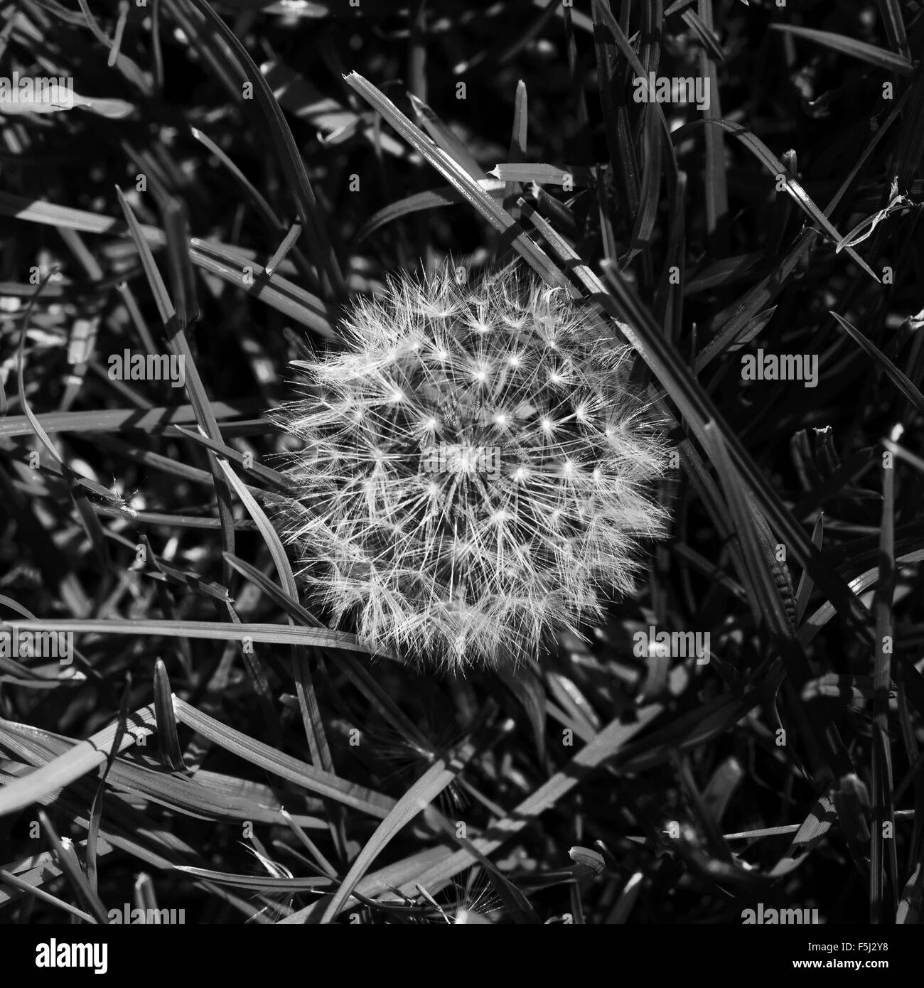 A Dandelion seed head in grass Stock Photo