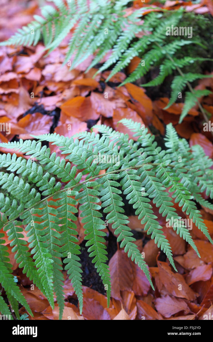 Autumn green ferns contrast with fallen copper beech leaves in October UK Stock Photo
