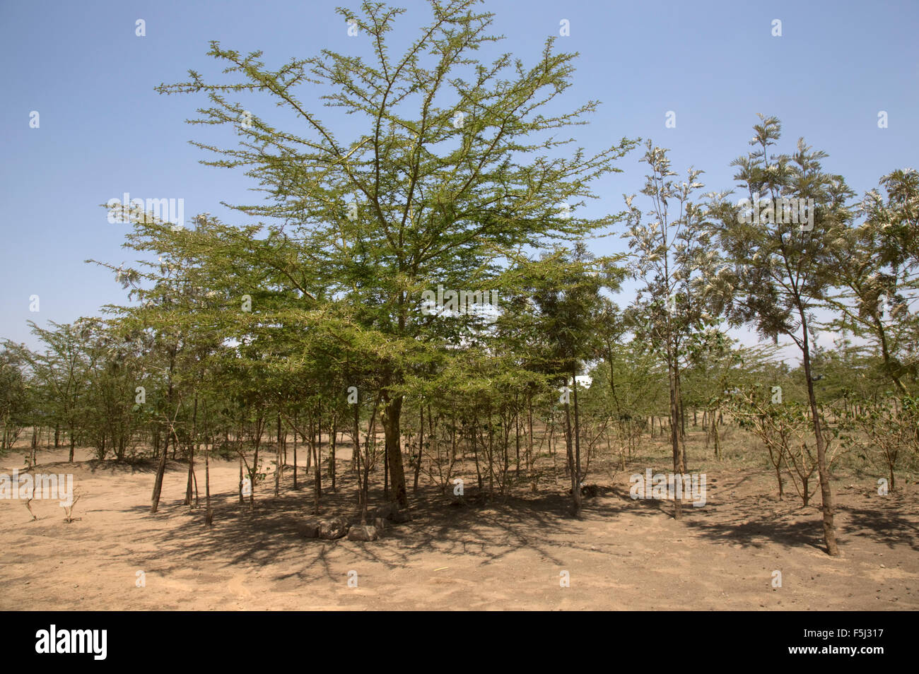 Trees planted to make woodland area in African school grounds at Kabiri School Naivasha Kenya Stock Photo