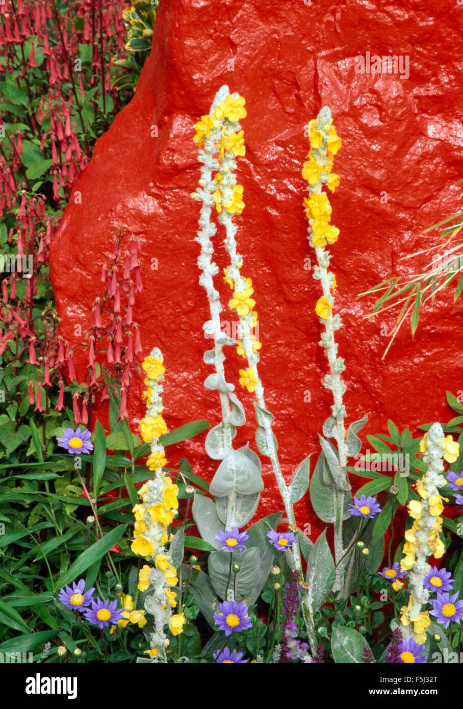 Close-up of yellow verbascum and purple brachysome against a bright red painted stone Stock Photo