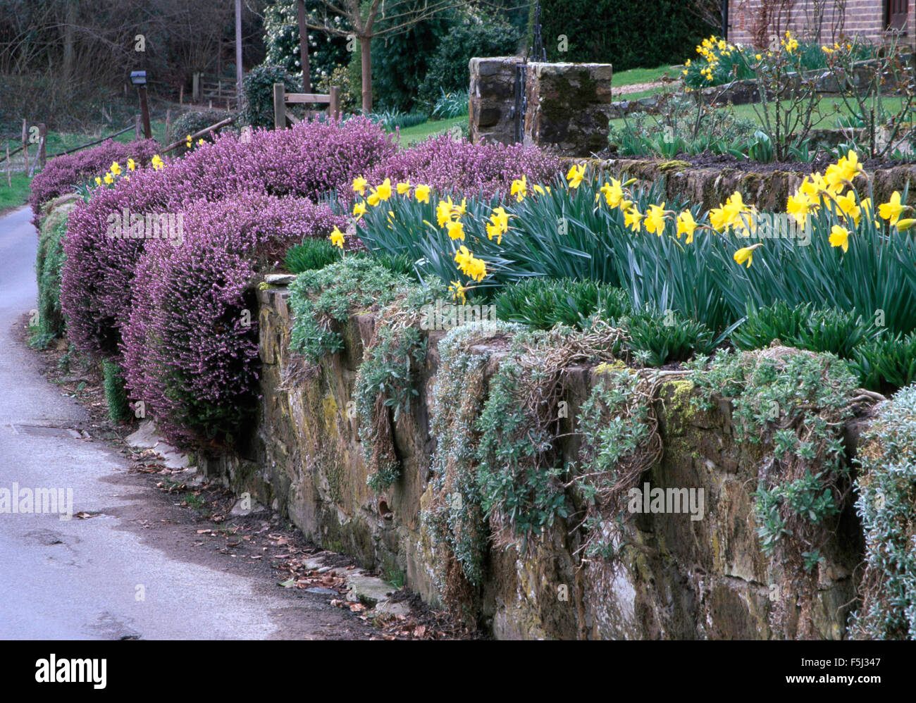 Daffodils and pink aubretia above old stone wall in country garden Stock Photo