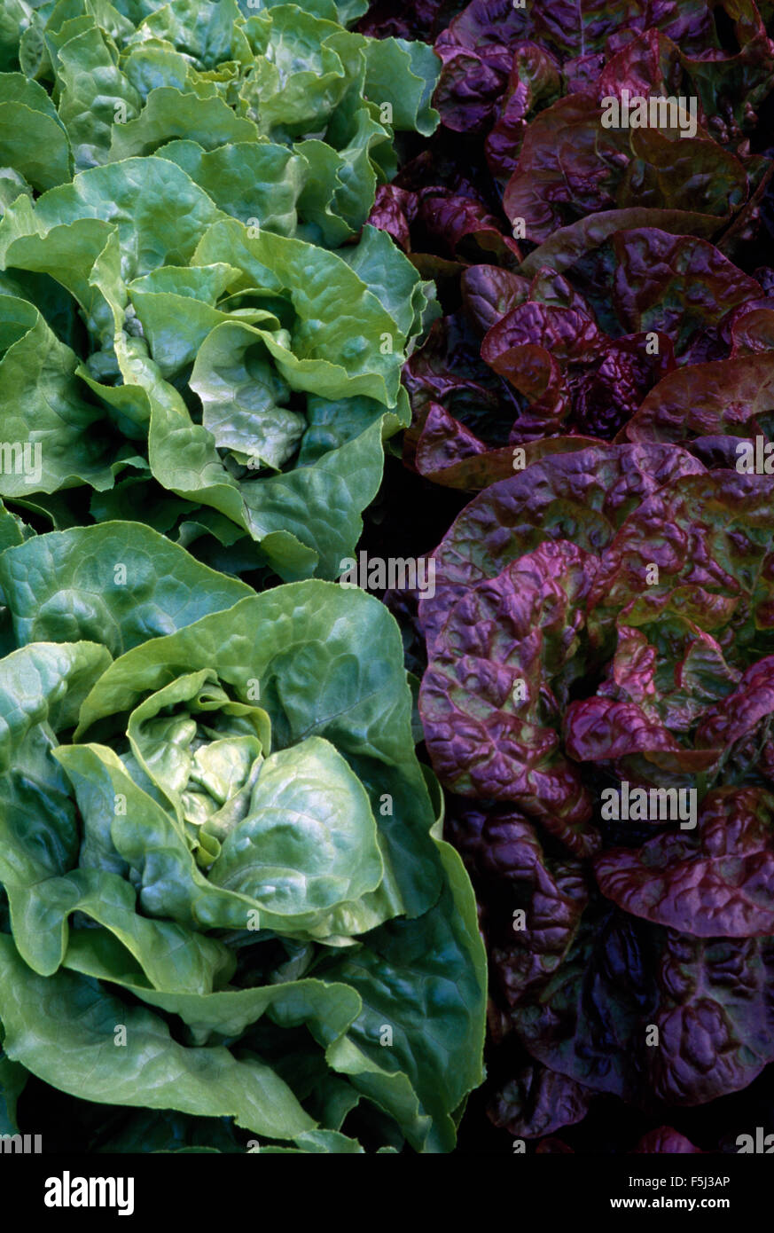 Close-up of a row of green and dark red lettuces Stock Photo