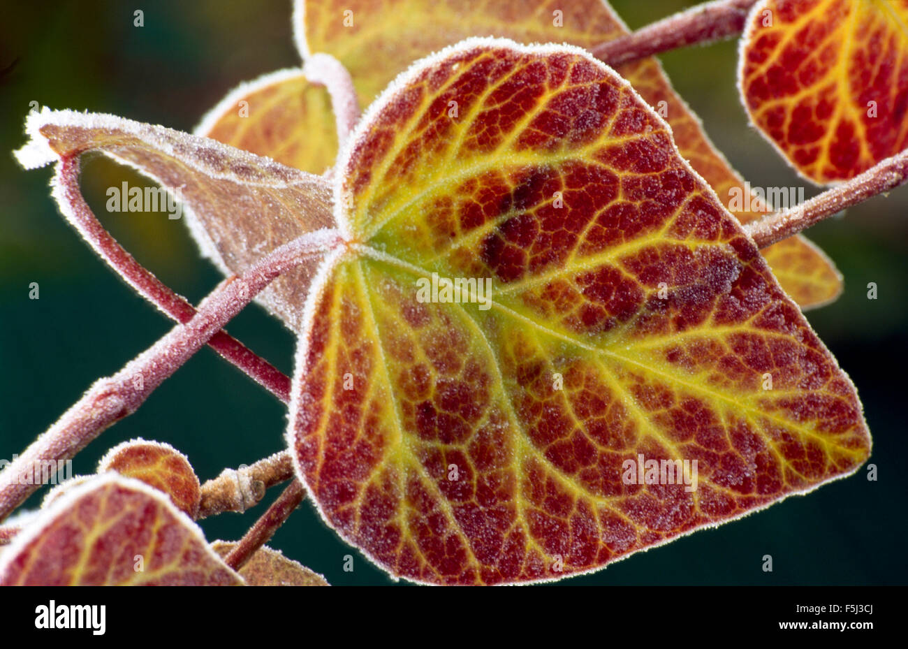 Close-up of frosted ivy leaves Stock Photo