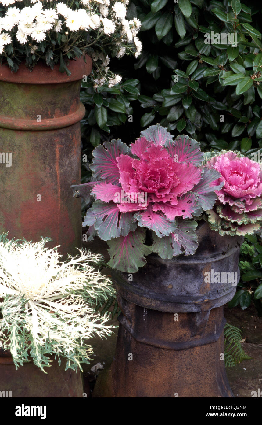 Pink ornamental cabbages and white daisies planted in vintage chimney pots Stock Photo