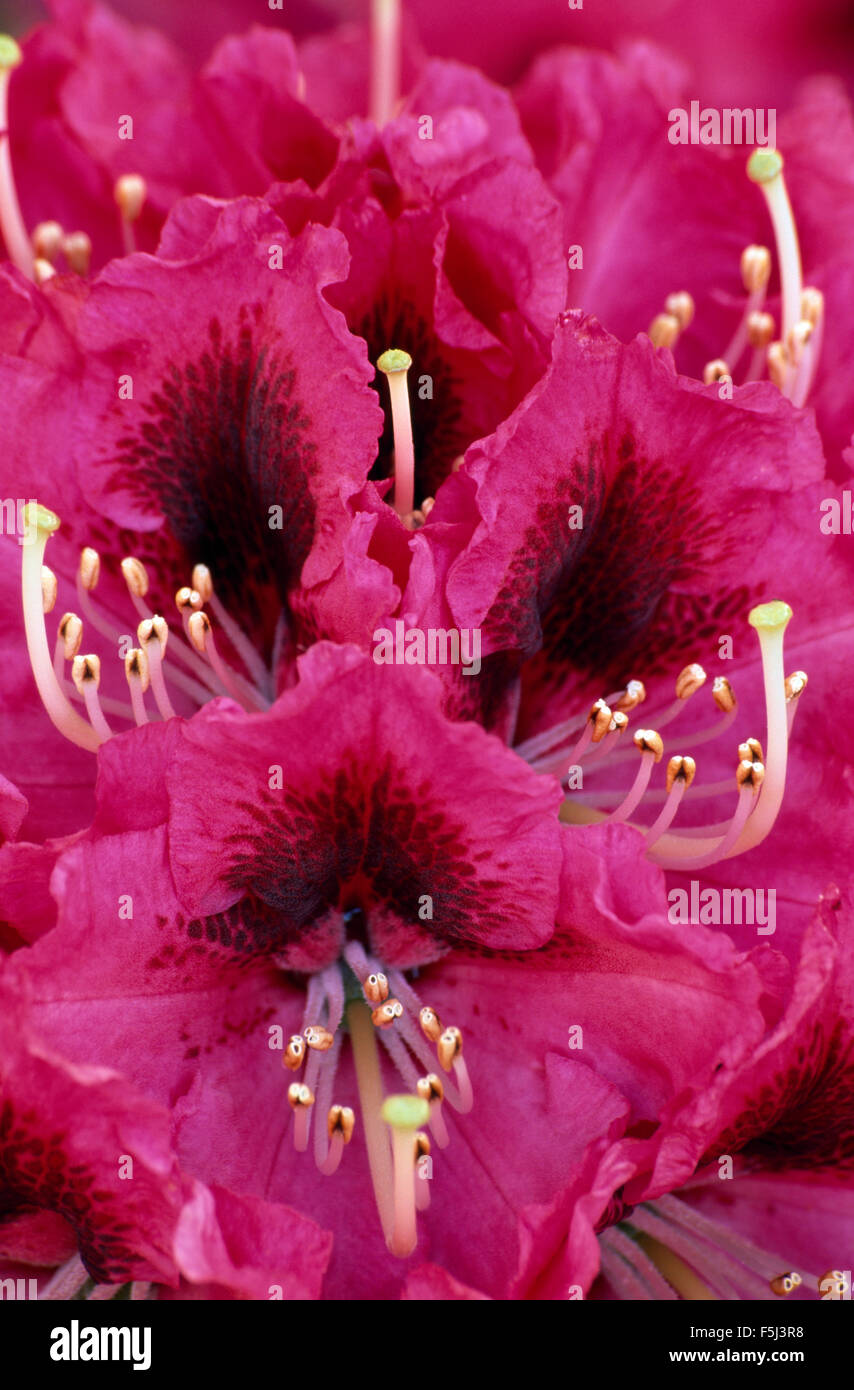Close-up of pink rhododendron flowers Stock Photo