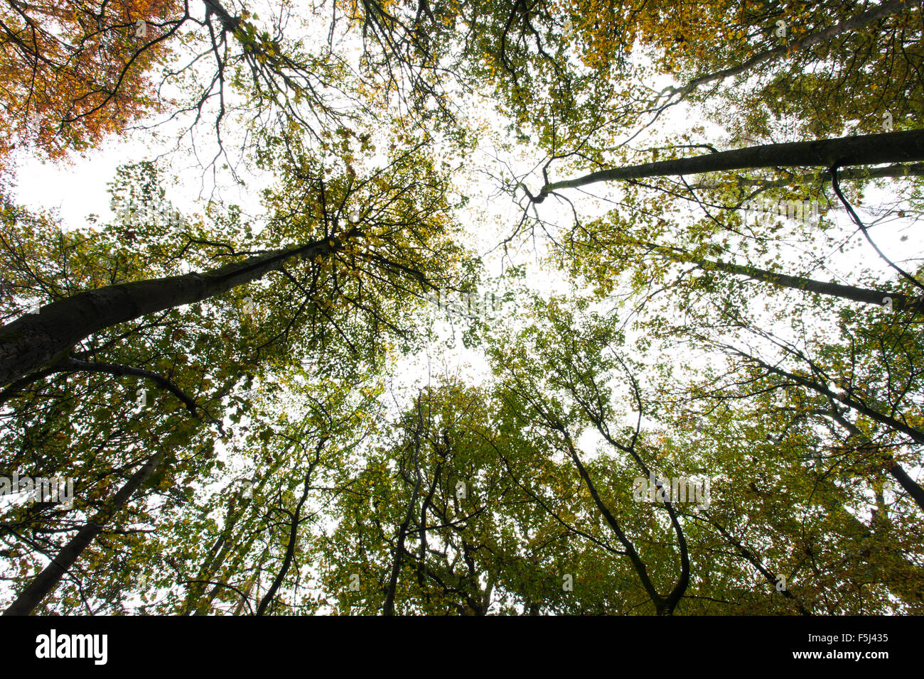 Ground level view of tall trees in the Autumn Stock Photo - Alamy