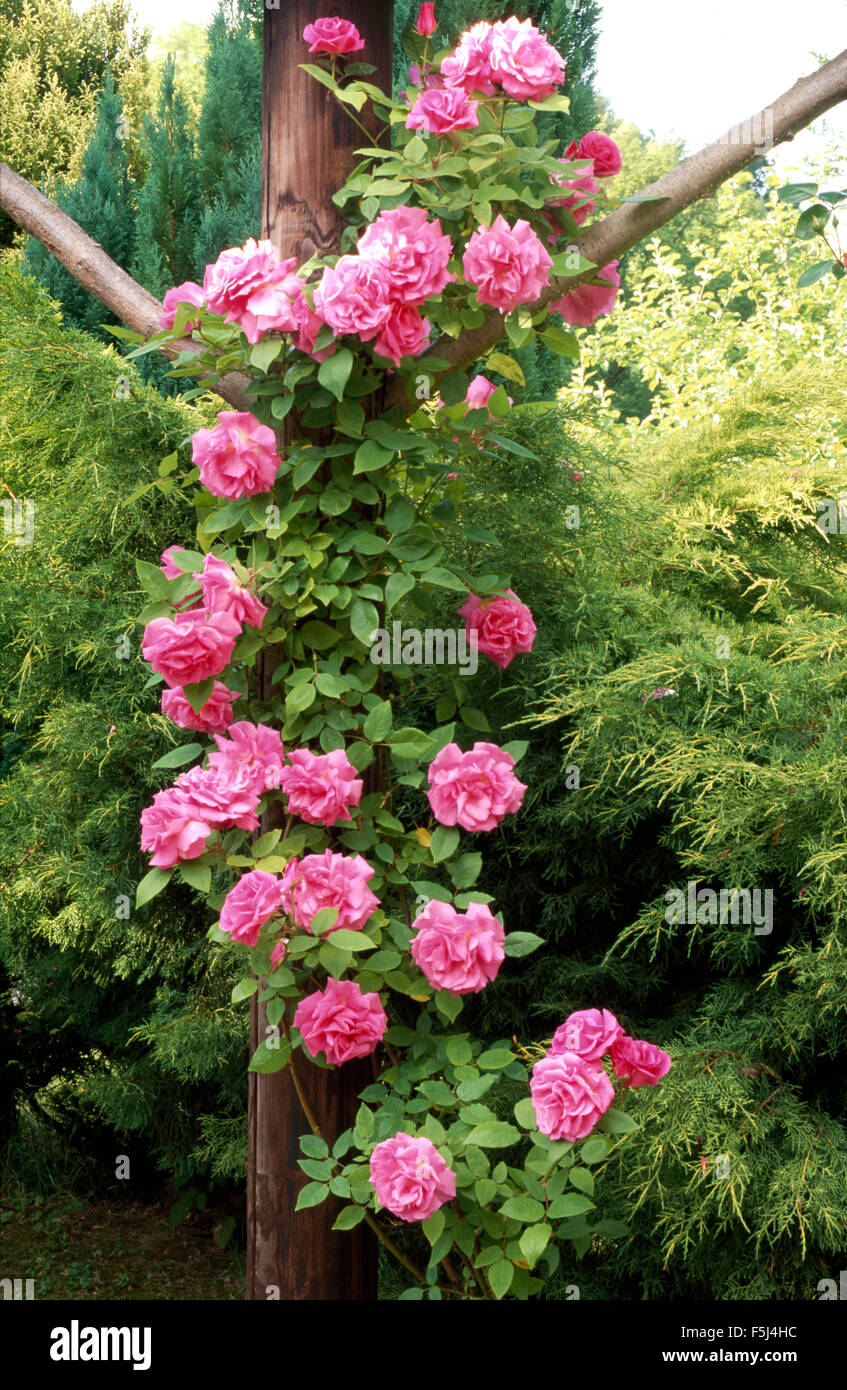 Close-up of Rosa Zephirine Drouhin on a rustic wooden post Stock Photo