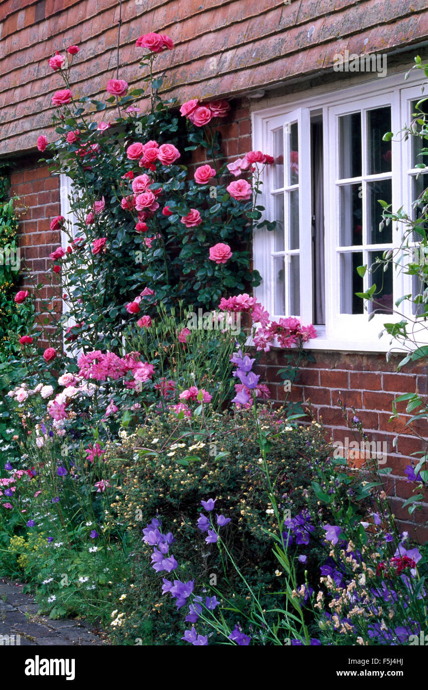 Pink climbing roses on cottage wall beside an open window above a border with blue Canterbury bells Stock Photo