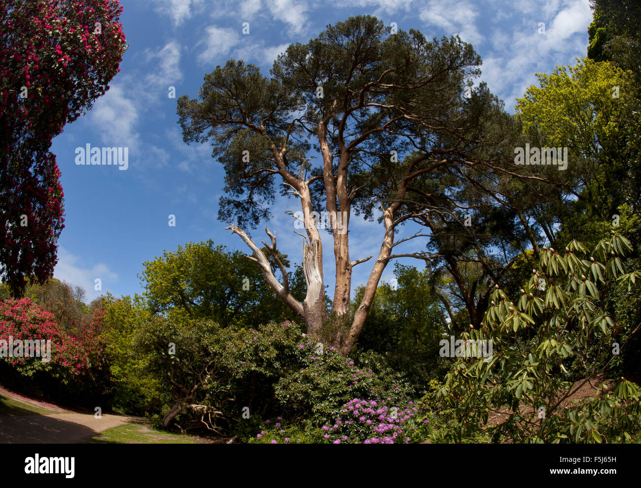Trees and shrubs UK Stock Photo Alamy