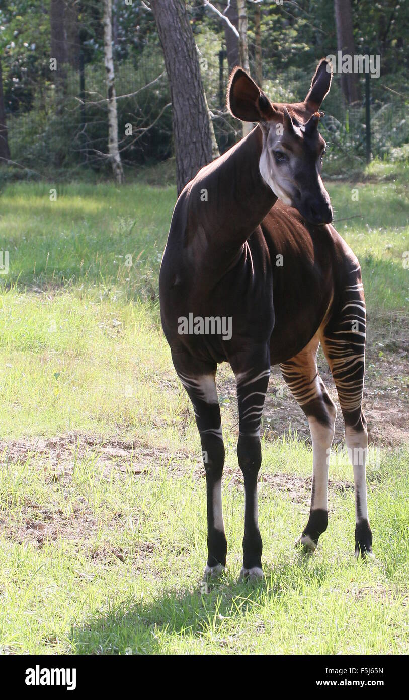 Male Central African Okapi (Okapia johnstoni) - Captive animal, fence visible in background Stock Photo