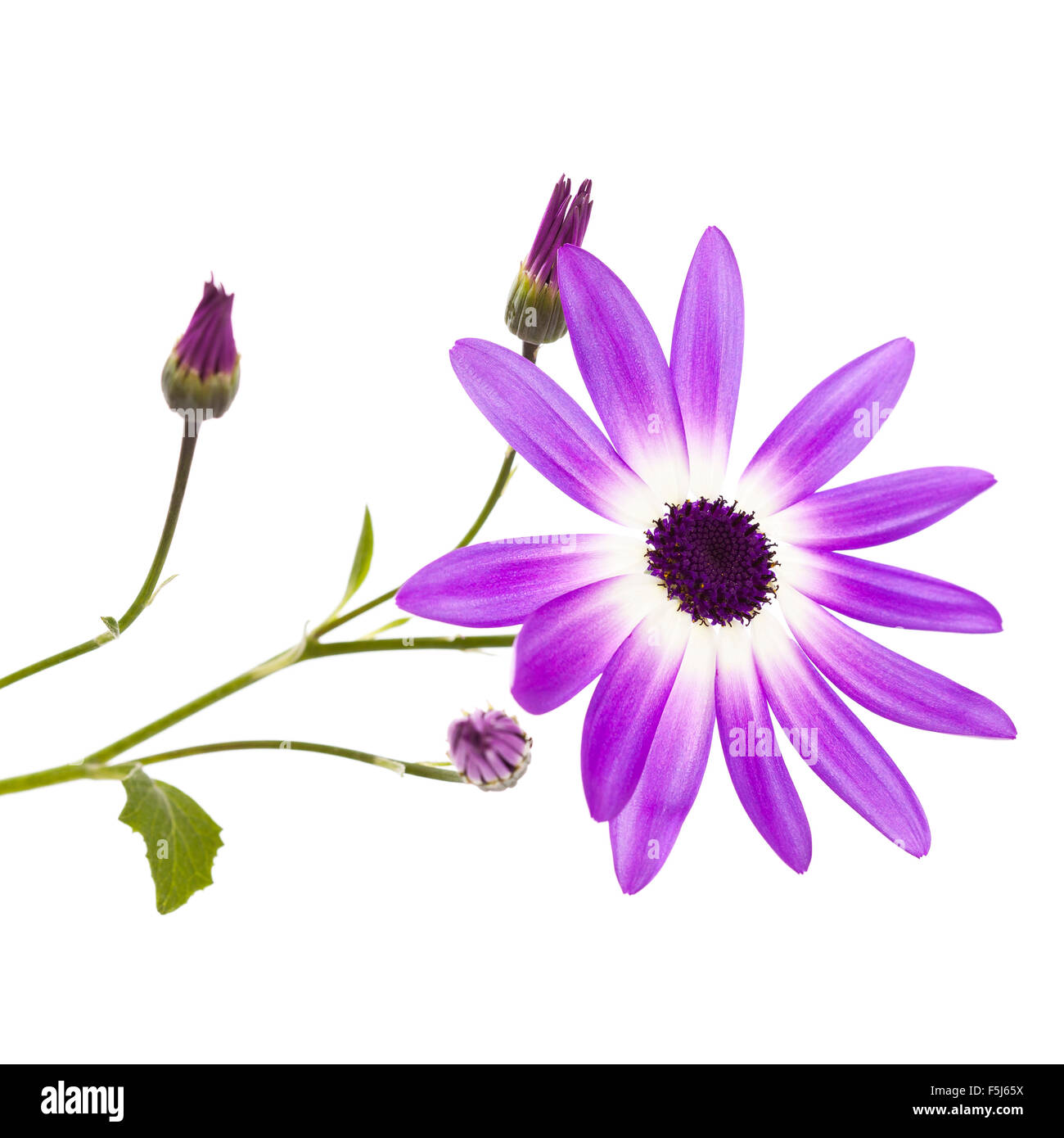 A Purple Cineraria Daisy flower Stock Photo