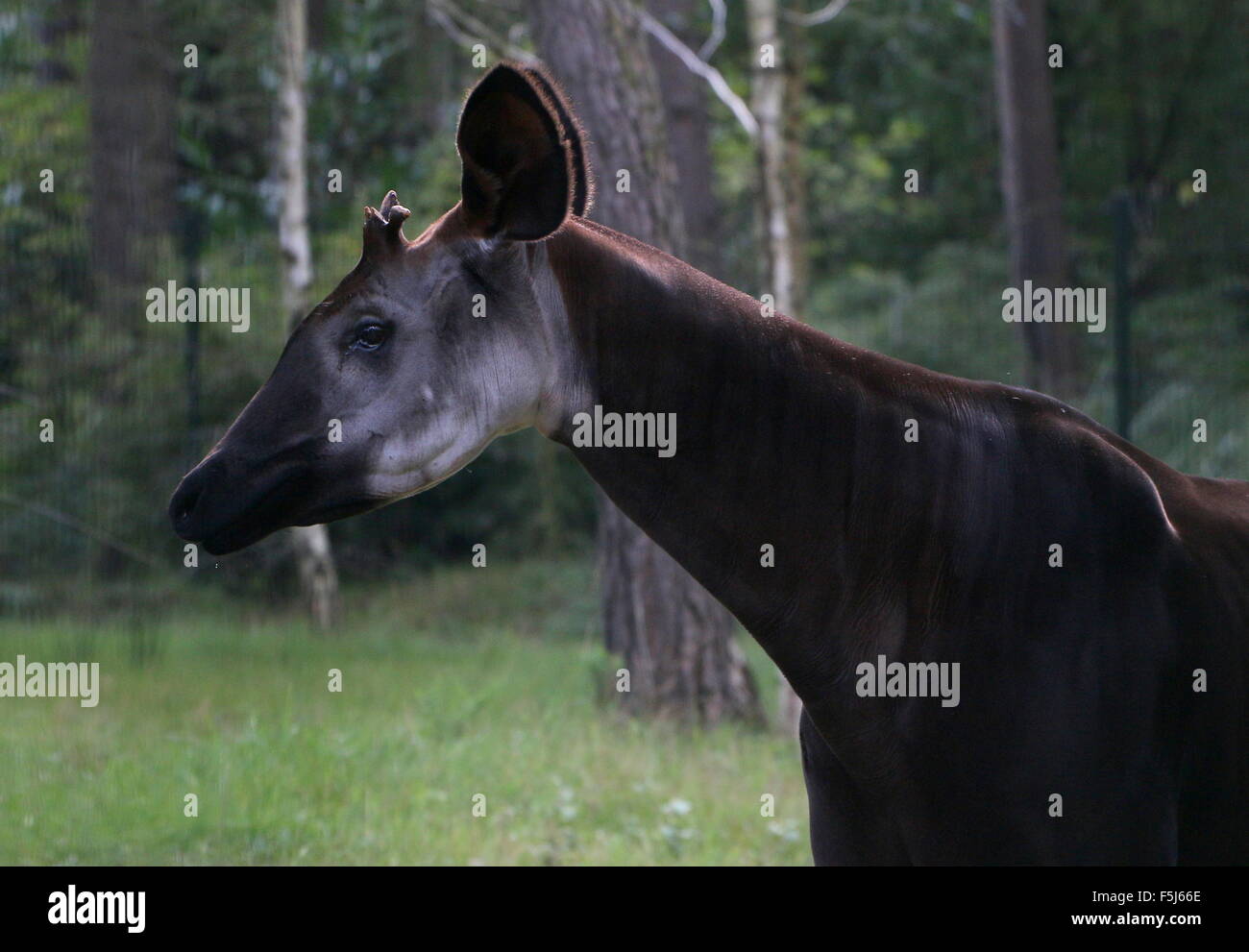 Zoo enclosure light hi-res stock photography and images - Alamy