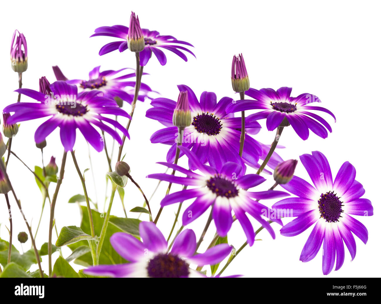 Purple and blue daisylike flowers Stock Photo Alamy