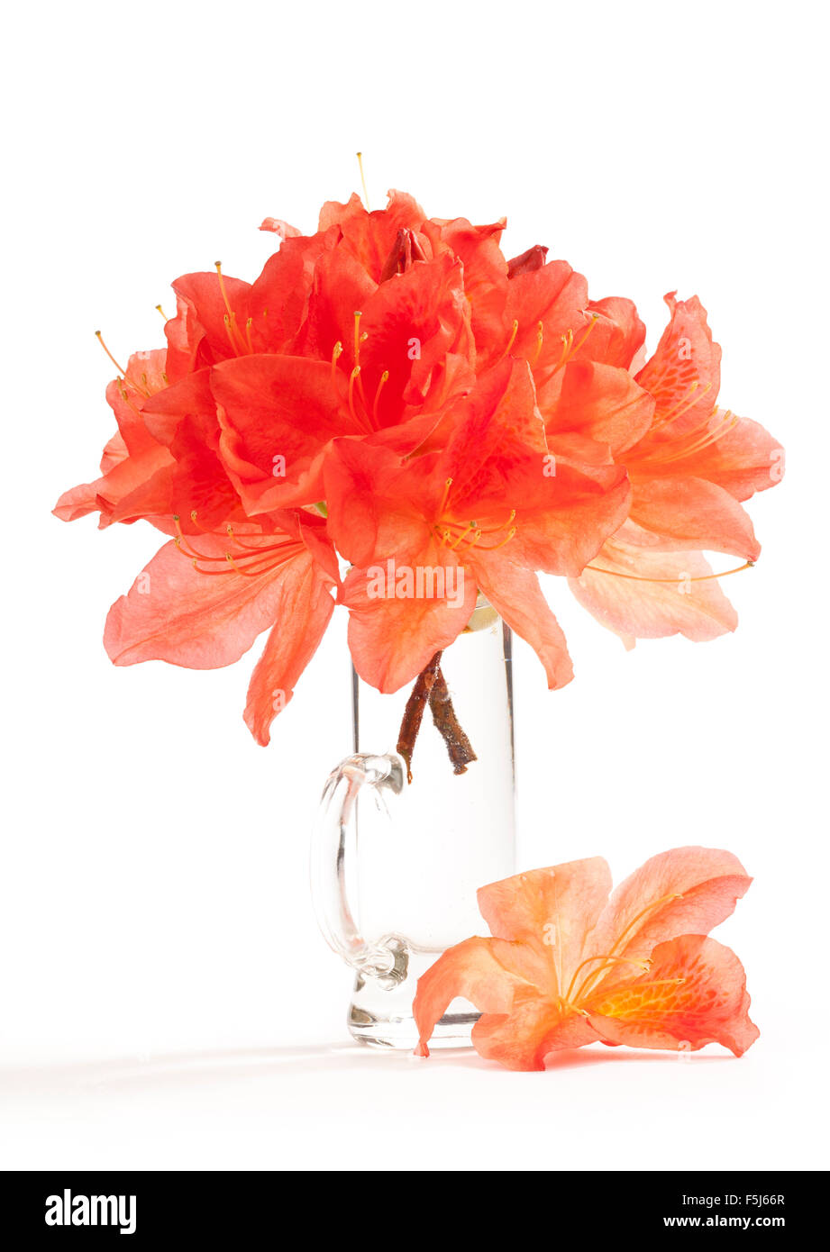 Large rhododendron Cut Out Stock Images & Pictures Alamy