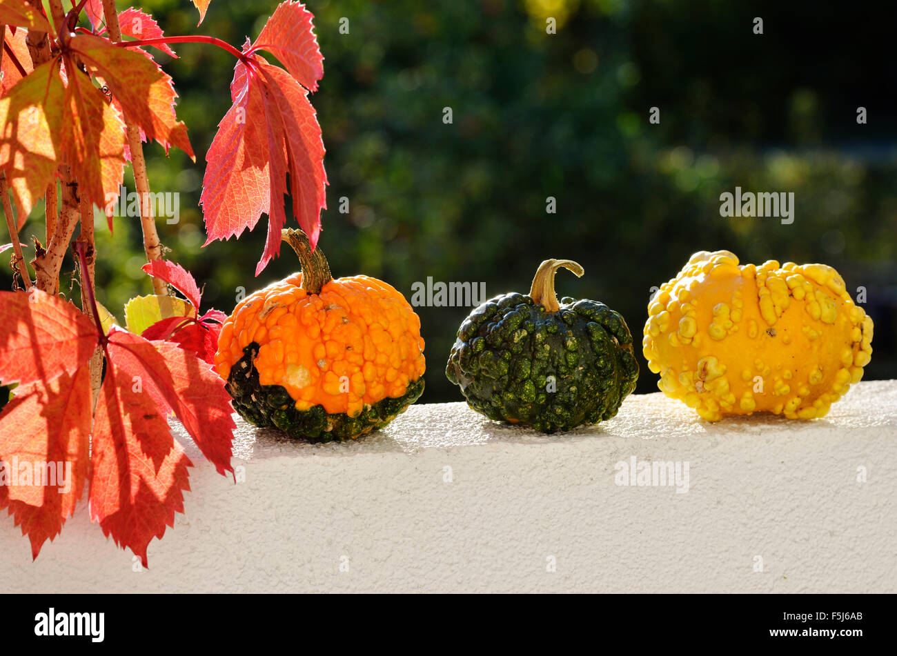 still life, three small pumpkins and rad leaves in autumn Stock Photo