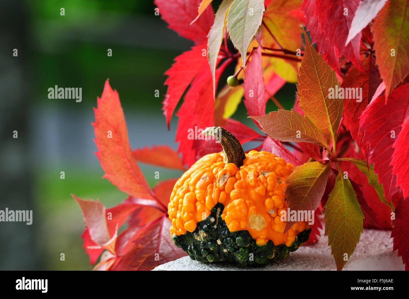 yellow green squash with pimples and rad leaves in autumn Stock Photo