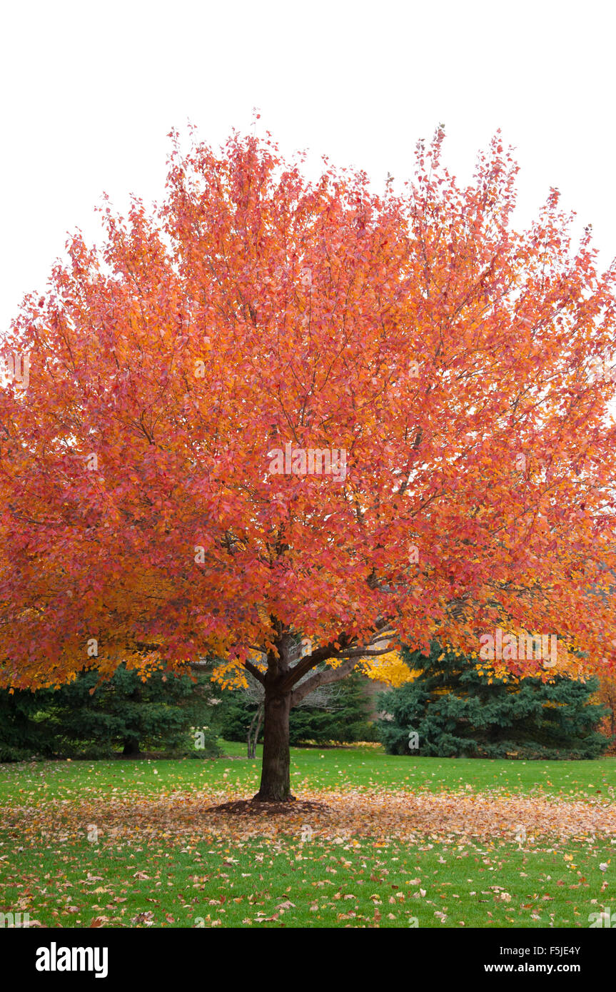 Fall orange color tree in front of evergreens Stock Photo Alamy
