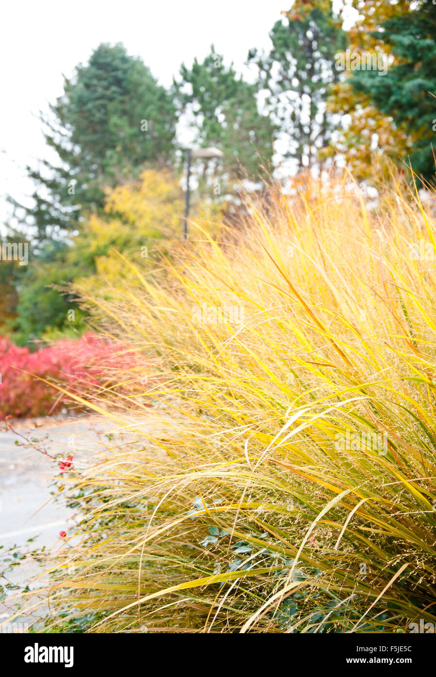 Ornamental grass in fall Stock Photo Alamy