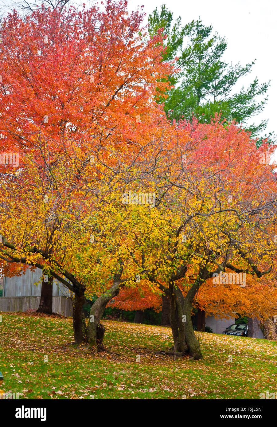 beautiful fall trees