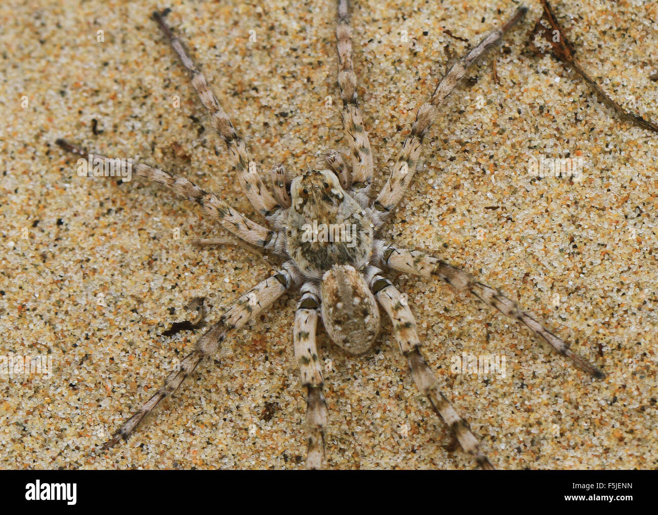 Dolomedes Tenebrosus, also known as the fishing spider or nursery web spider, on a sandy beach in Michigan Stock Photo