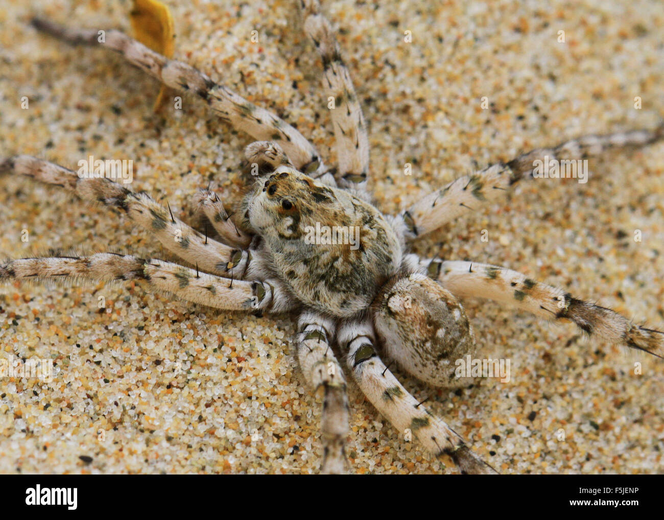 Dolomedes Tenebrosus, also known as the fishing spider or nursery web spider, on a sandy beach in Michigan Stock Photo