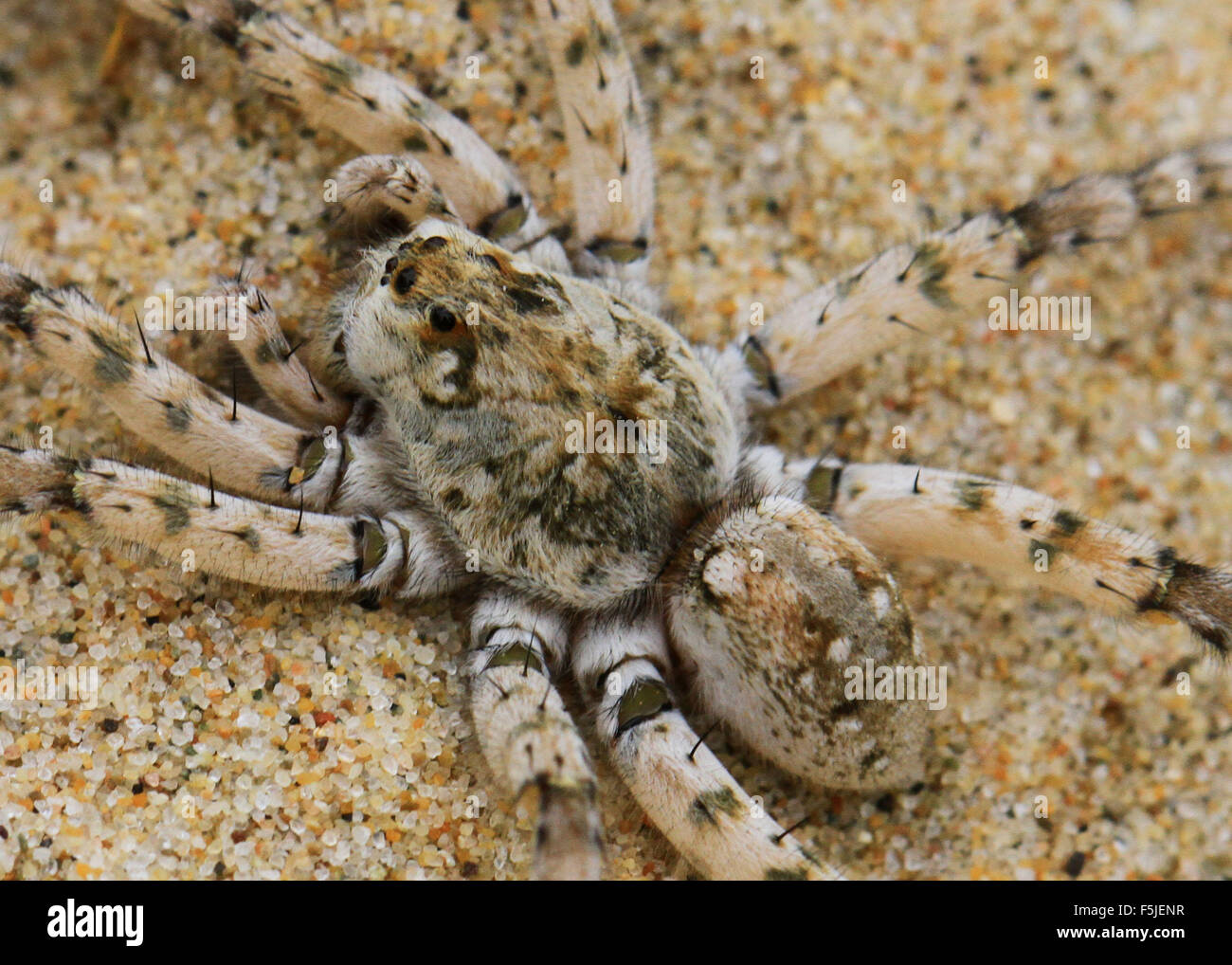 Dolomedes Tenebrosus, also known as the fishing spider or nursery web spider, on a sandy beach in Michigan Stock Photo