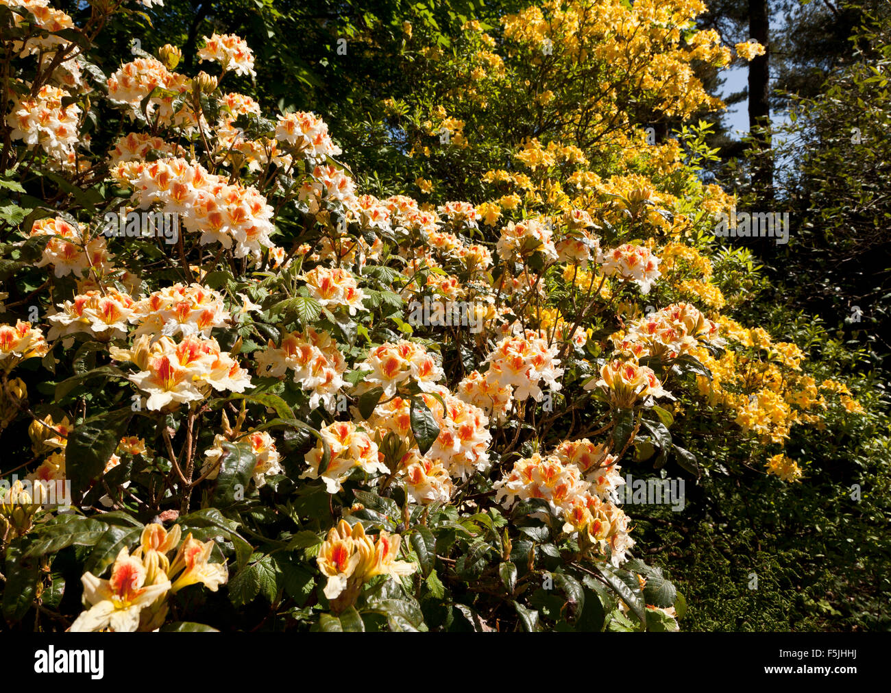 Rhododendron and Azalea flowers in full bloom Stock Photo