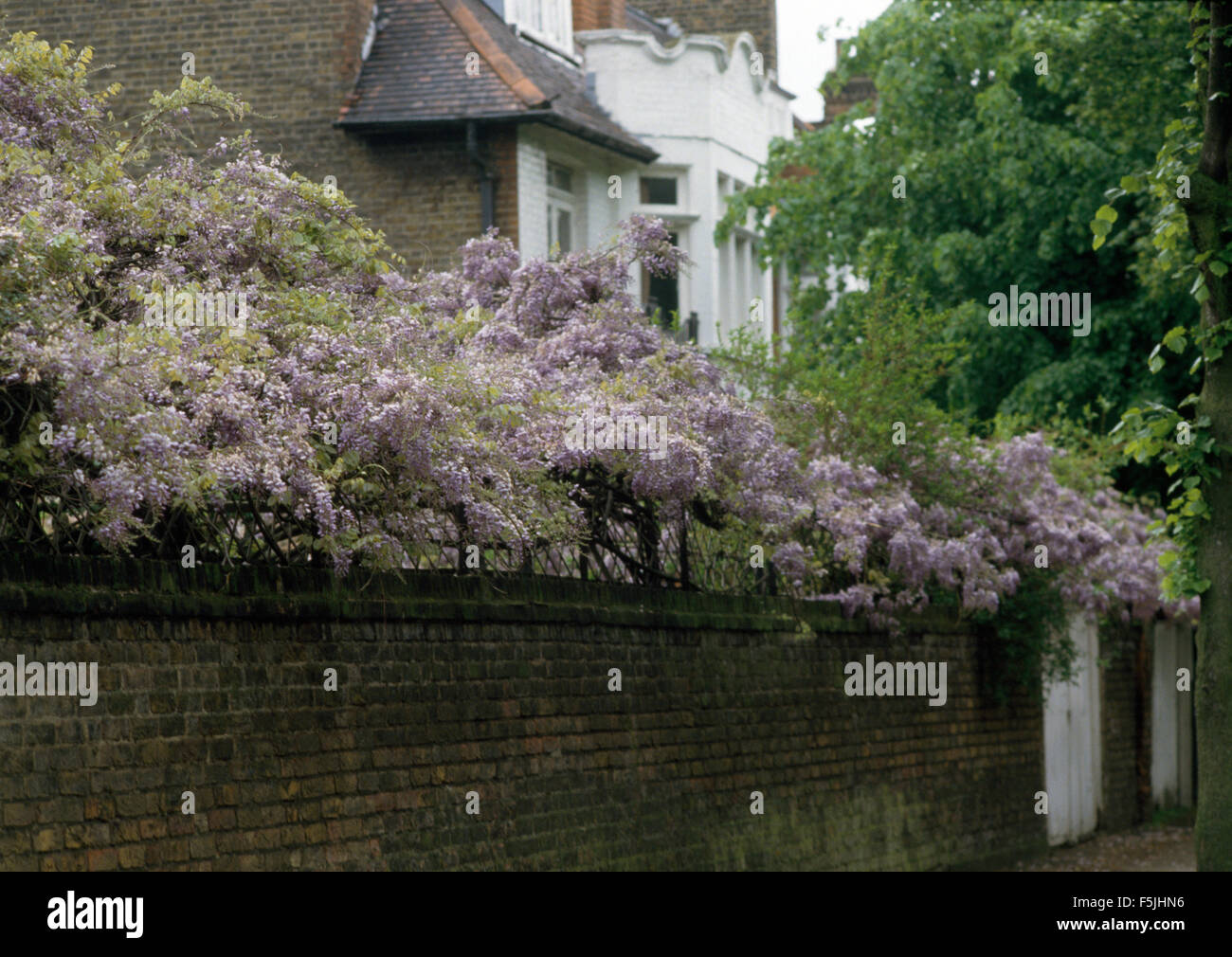 Mauve wisteria on garden wall of a traditional townhouse Stock Photo