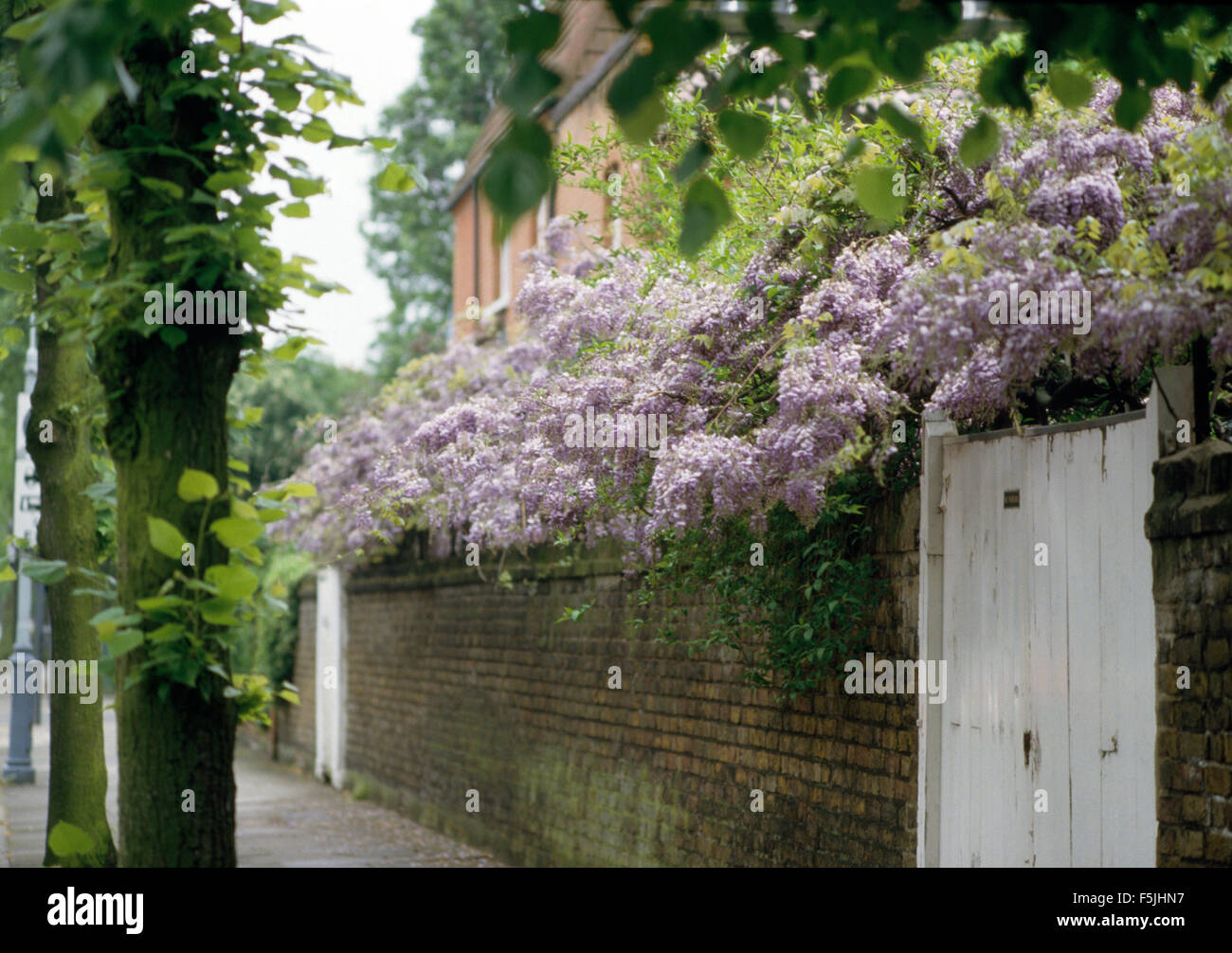 Mauve wisteria on garden wall of traditional townhouse Stock Photo
