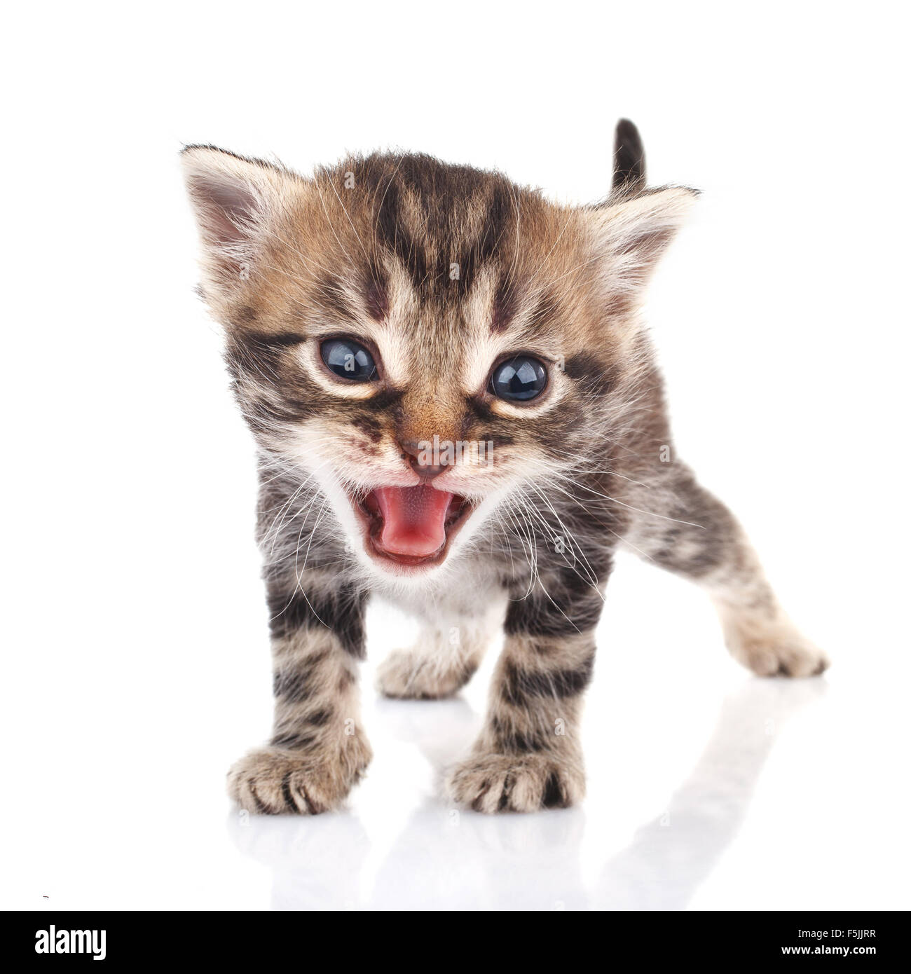 Tabby kitten crying Stock Photo