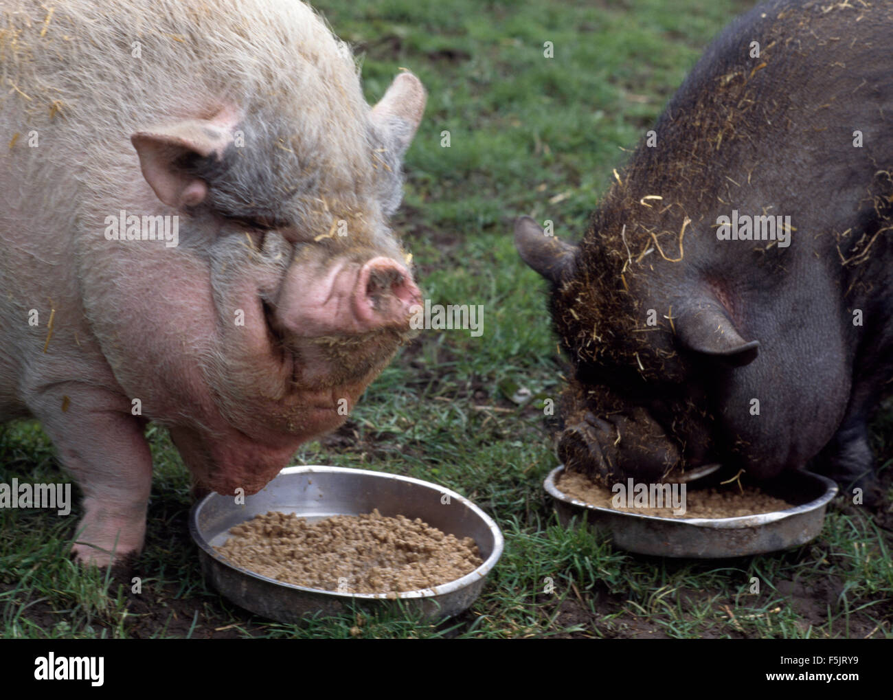 Can Potbelly Pigs Eat Dog Food