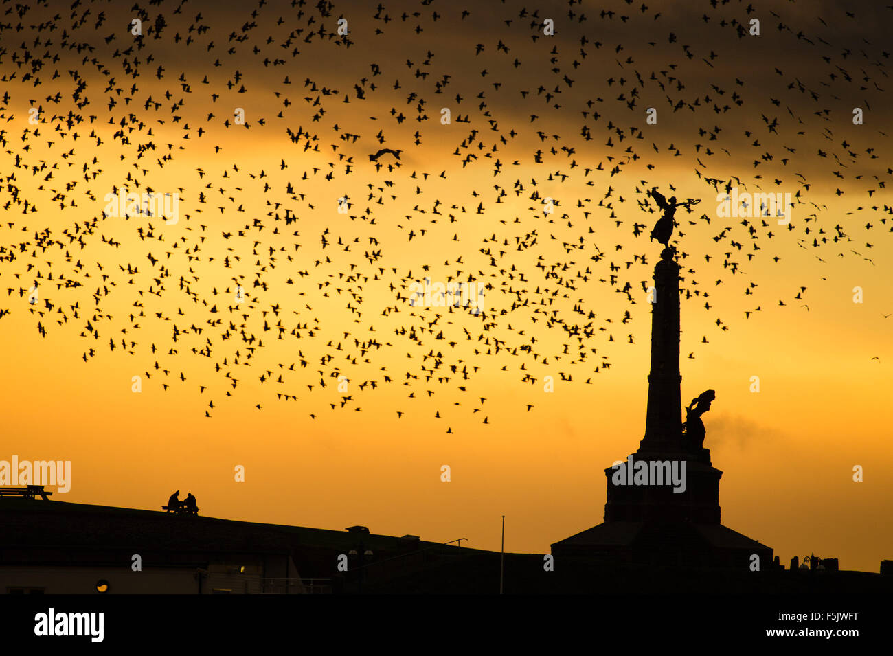 Aberystwyth, Wales, UK, 05 November 2015.   In the run-up to Remembrance Sunday, a flock of starlings flies around Aberystwyth’s iconic war memorial at dusk  Each evening between October and March tens of thousands of the birds fly in huge murmurations in the sky above the town before settling to roost for the night on the cast iron legs of the Victorian seaside pier.  Aberystwyth is one of only a handful of urban starling roosts in the UK    photo Keith Morris / Alamy Live news Stock Photo