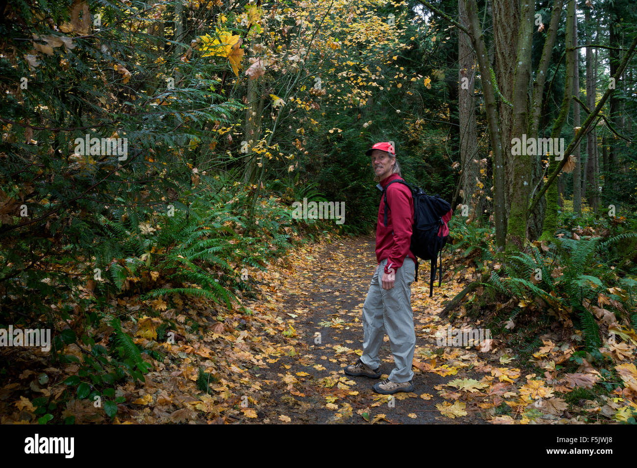 WA10843-00...WASHINGTON - Hiker following trail through the thick forest of Bridal Trails State Park near Kirkland. Stock Photo