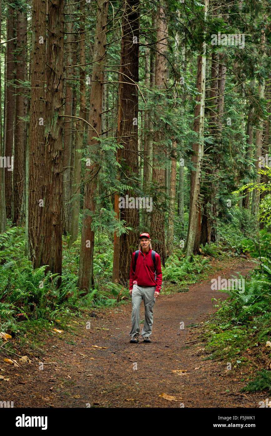 WA10848-00...WASHINGTON - Hiker on trail through the forest of Bridal Trails State Park located near Kirkland. (MR) Stock Photo