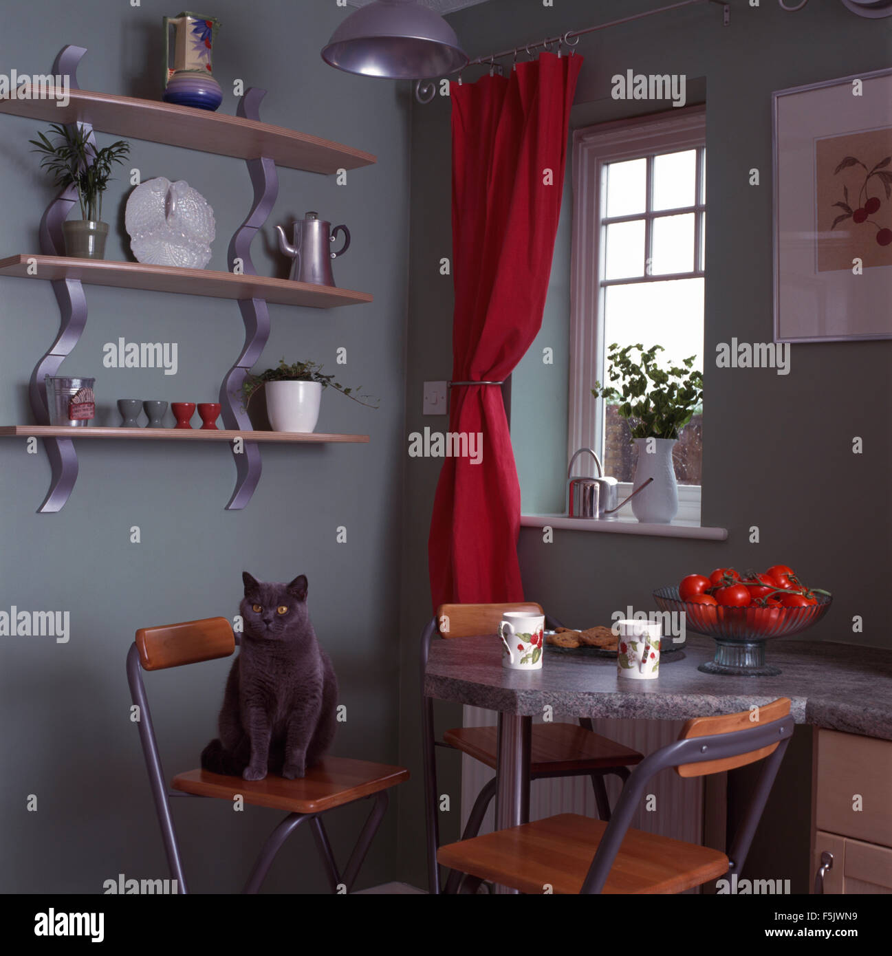 Grey Cat Sitting On Stool At Breakfast Bar In Nineties Kitchen