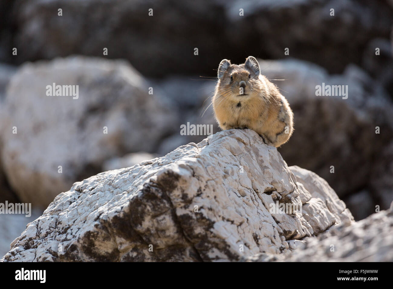 A pika looks curiously outward from a boulder, Gros Ventre Wilderness, Wyoming Stock Photo