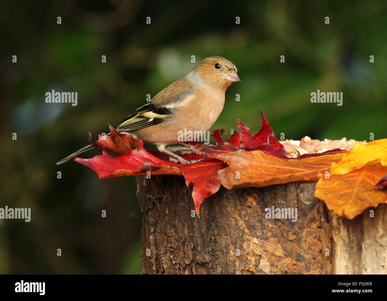 Close up of a male Chaffinch on a tree stump with autumn leaves Stock Photo